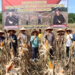 Dukung Ketahanan Pangan, Dansat Brimob Polda Sumbar Pimpin Panen Jagung Di Padang Tujuh