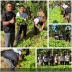 Kalapas Budi Suharto Lakukan Panen Sayur Kangkung di Lapas Kelas IIB Lubuk Basung