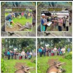 Polres Padang Pariaman Gelar Pemotongan Hewan Kurban, Wujud Kepedulian dan Kebersamaan