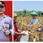 AKBP Purwanto Hari Subekti Bersama Warga, Sukseskan Panen Raya Jagung dan Operasi Pangan Murah