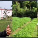 Budi Suharto, Kalapas Lubuk Basung, Pimpin Panen Kangkung di Lahan Pertanian SAE Lapas