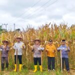 Ladang Jagung Jadi Saksi Komitmen Kapolres AKBP Willian Harbensyah Jaga Ketahanan Pangan